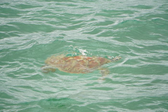 茶色の物体が浮き上がってきます。
