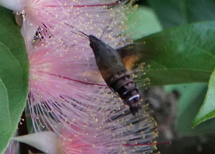 サガリバナにスズメガ