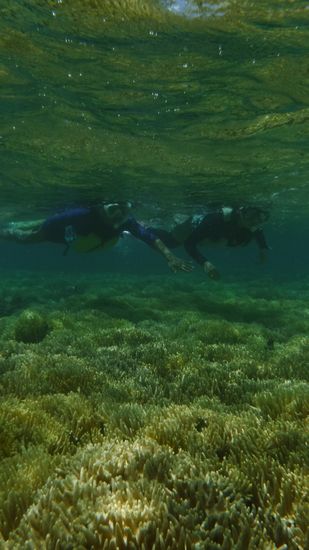 まずは浅瀬のサンゴをすいすい泳ぎお母さんとアカネちゃんです。