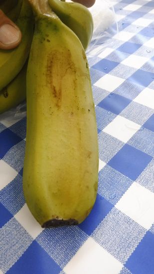 双子のバナナ発見！