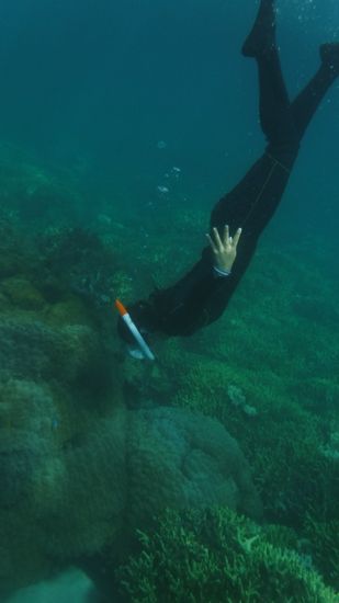 キレイなフォームで素潜りです。