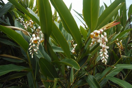 庭のゲットウ。咲き乱れております