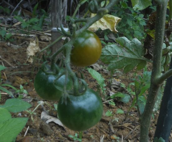 どちらが先か!勝負です!
