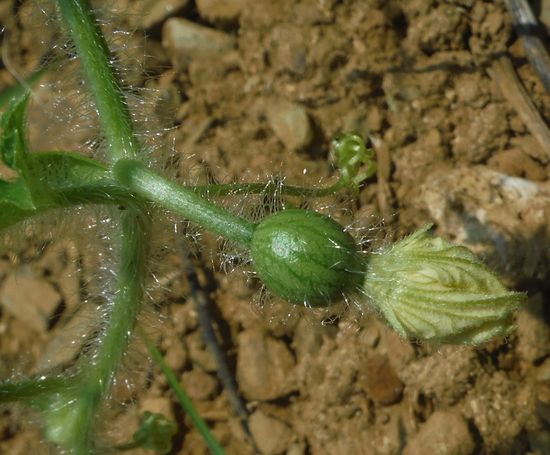 スイカの実って。。。