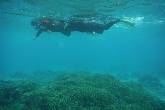 フリータイムは自由に泳ぎまわっています