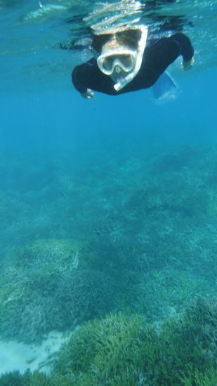 お母さん、サンゴを満喫しています。