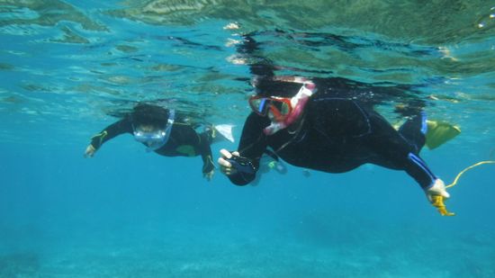 すぐにすいすい泳ぎまわっています。