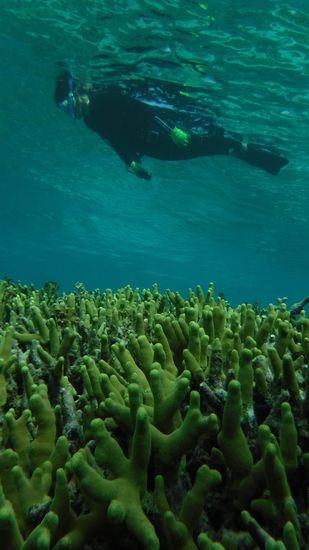 ゆったり泳ぐ旦那さんです。