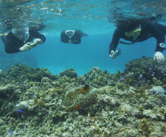 ハマクマノミを激写の皆さんです