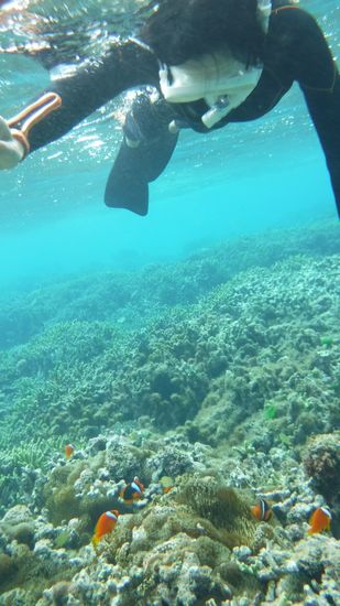 クマノミマンションを楽しんでいます。