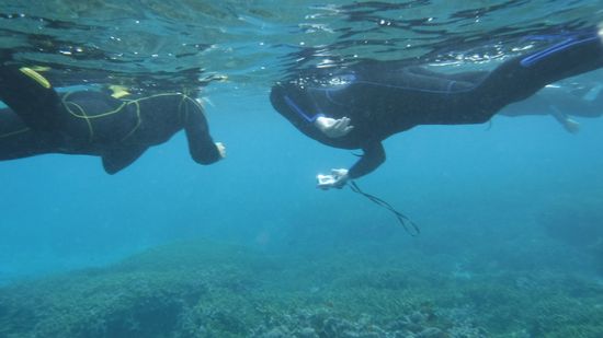 クマノミマンションをじっくり観察