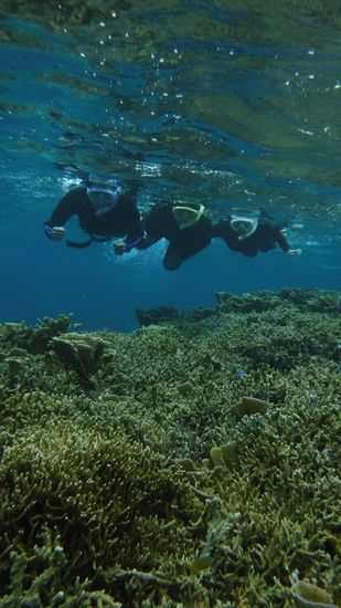 すいすい泳ぐ皆さんです