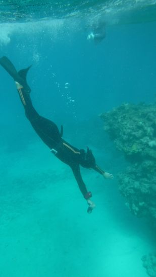 慣れた泳ぎで素潜りドボンです。