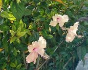 年中開花のハイビスカス