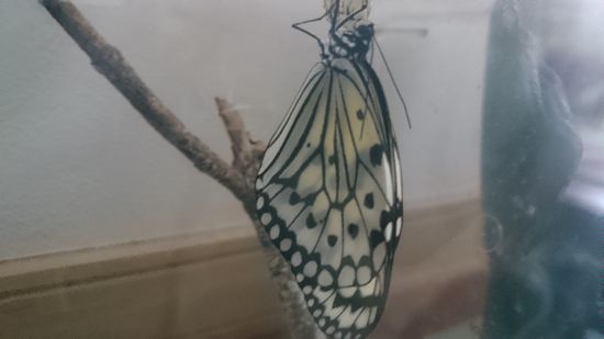 あっ！翌日には、もう孵化