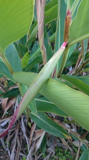 たわわに実っています