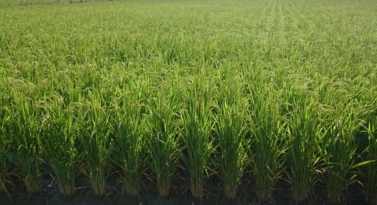 田んぼ。緑緑して元気いっぱいです