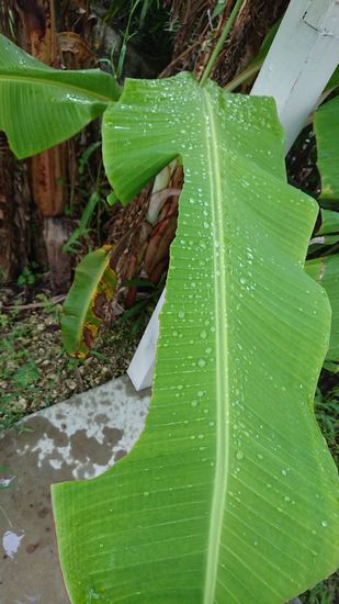 葉っぱが切れていますね。