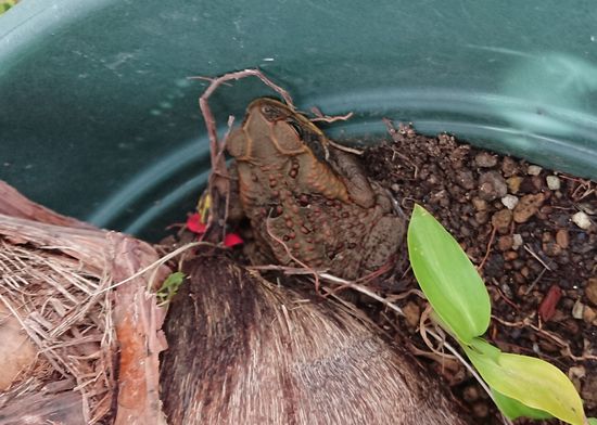 おっ！こんなところにイボカエル