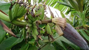 冬陽気に切り替わりの石垣島。海は穏やかシュノーケル楽しめるコンディション