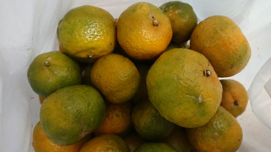シークワーサ、いっぱい頂きました