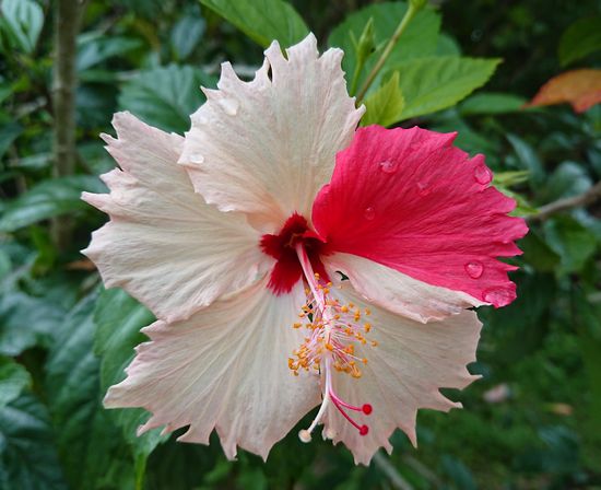 ツートンカラーのハイビスカス