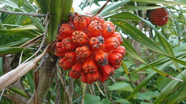 アダンの実、熟しています。