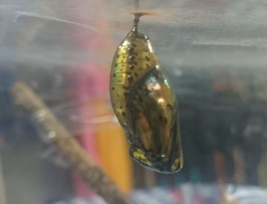 オオゴマダラのサナギ