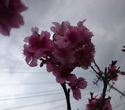 公民館の桜