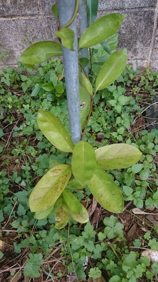 ホウライカガミ