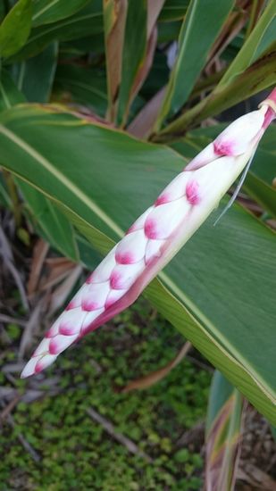 葉っぱを向いてくと、