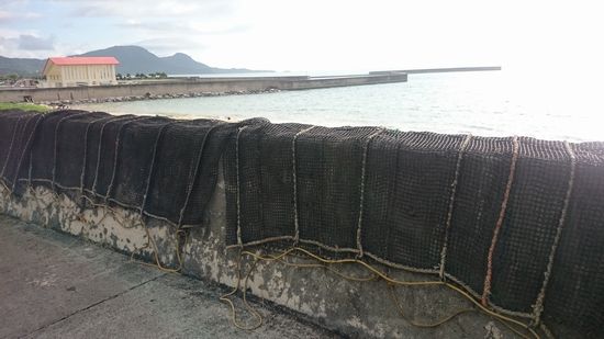 さとうきびの収穫も終わりですね