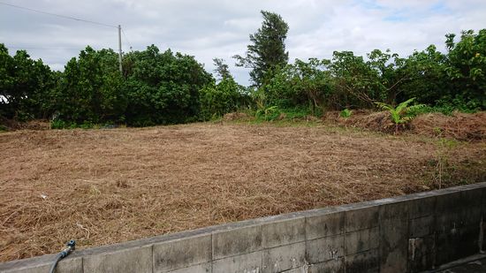 隣の空き地に、大きな鳥さん。