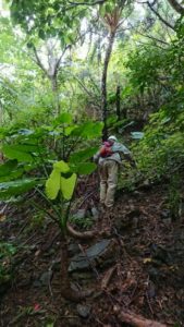本日、シュノーケルツアーはお休み！猪垣補修作業でございます♪