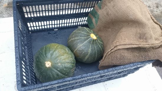 かぼちゃ頂きました