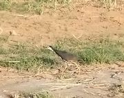 クイナさん、散歩中