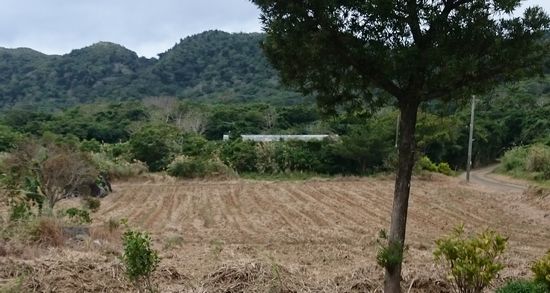 収穫後は、すっきりした畑です