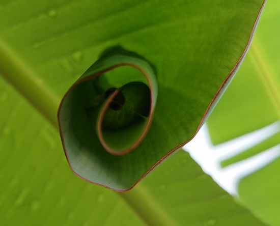 中には、幼虫が動き回っていますね。