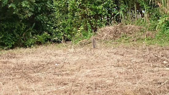 サギの仲間ですね。