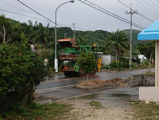 石垣島の冬の風物詩です