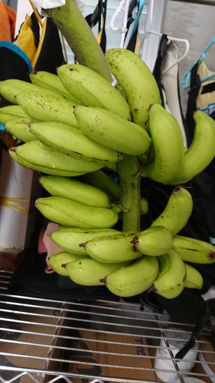 バナナは収穫。熟するまで屋内保管です。