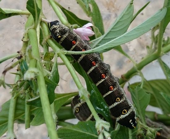 大きい!今回こそは!