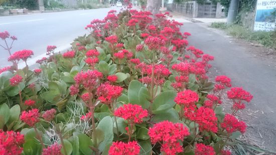 プロが育てると。。。