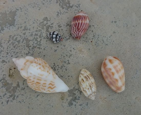 今まであまりない形