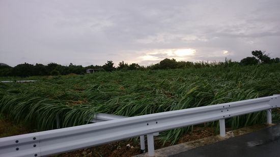 さとうきびも倒れています。
