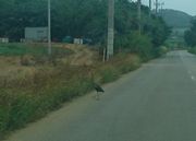 鳥さん、警戒心なく道路を横断中です