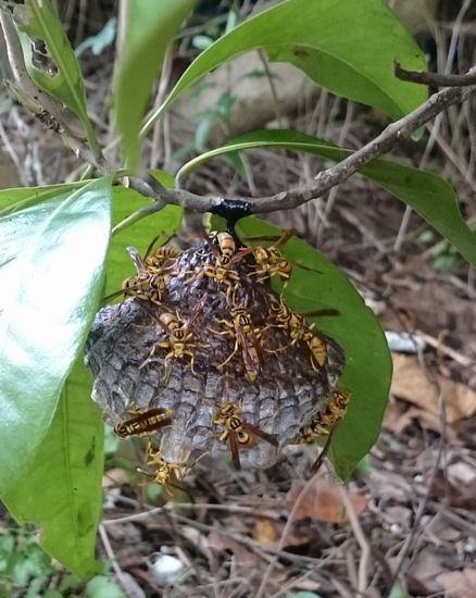 ハチの巣、発見