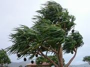 まだ風が強いです