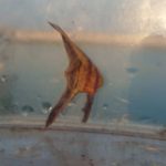 ミカヅキツバメウオの幼魚