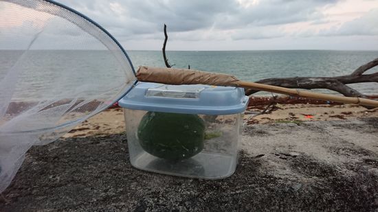 今日は、パパイヤです